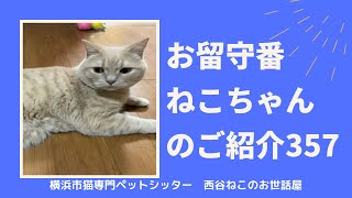 お留守番ねこちゃんのご紹介357【大切な猫のお客様】キャットシッター