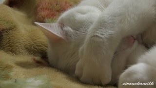 【眠る姿が可愛い猫】前足で顔を隠して寝る姿がかわいすぎた！