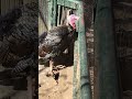 shorts 七面鳥さん♪ 埼玉県こども動物自然公園