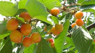 山形🍒上山フルーツ園🍒チェリーランド🍒さくらんぼ狩り🍒佐藤錦🍒