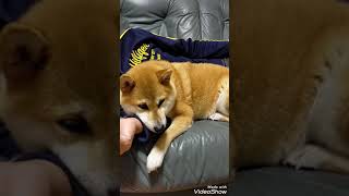 腕まくらで眠る💖Shiba Inu sleeping on his arm pillow💞