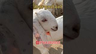 सबसें सस्ती रेट पर उपलब्ध सोजत  बकरें!Sojat Goat Farming! How to start Goat farm#farming#bakripalan