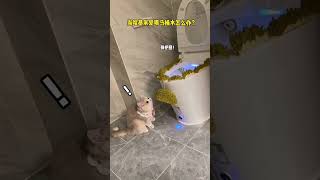 【#薄荷猫猫甜不甜】当哈基米爱喝马桶水怎么办？#薄荷猫猫 #治愈系猫咪