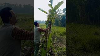 পরিশ্রম ছাড়া কখনো ফল আশা করা যায় না #hardwork #viralshort #farming ##village