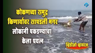 कोकणच्या समुद्र किनाऱ्यावर सापडली मगर, लोकांनी केला पकडण्याचा प्रयत्न