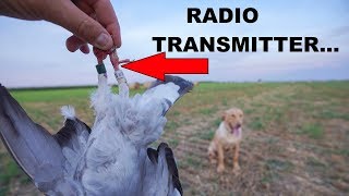 Triple Banded Racing Pigeon with Radio Transmitter!! (Owner Contacted...)