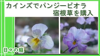 【ガーデニング】【カインズで購入したパンジービオラ宿根草で寄せ植え】冬から春まで咲くパンジービオラ/園芸/＃ガーデニング　＃寄せ植え　＃ビオラ