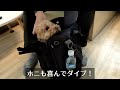 【愛犬と韓国の旅】愛犬と機内客室で韓国へ！