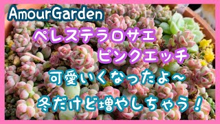 【多肉植物】ペレステラロサエピンクエッチ可愛いくなったよ〜冬だけど増やしちゃう❗️Amour Garden.Succulent R6.1