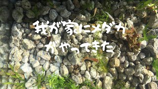 【めだか】我が家にメダカがやってきた。