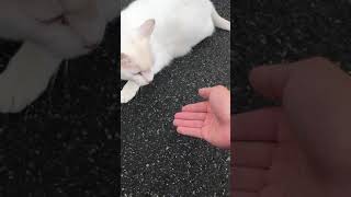 ねこねこ③これ一応野生の猫