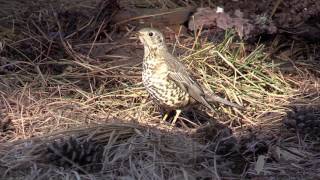 Mistle Thrush, Fieldfare and other Winter Birds at Troodos Mountains