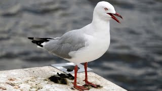 Seagull asking for food [ Please SUBSCRIBE ]