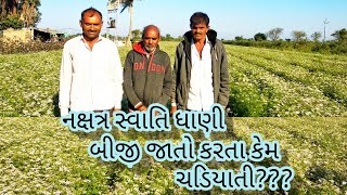 નક્ષત્ર સ્વાતિ ધાણી બીજા કરતા કેમ ચડિયાતી?? || swati dhani || cultivation of Coriander | dhaniya |