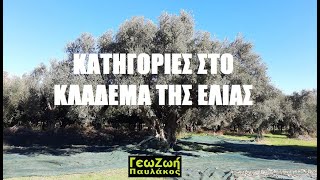 ΓΕΩΖΩΗ - ΚΑΤΗΓΟΡΙΕΣ ΣΤΟ ΚΛΑΔΕΜΑ ΤΗΣ ΕΛΙΑΣ