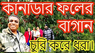 কানাডার ফলের বাগান। পেয়ারা চুরি করে ধরা। Canada Fruit Farms.