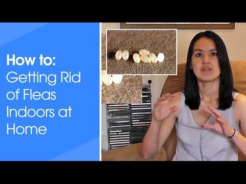 How to get rid of fleas indoors How to get rid of fleas indoors