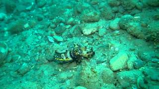 Blue Water Divers at Maluku Divers in Ambon