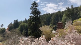 奈良　春の長谷寺