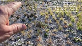 Bulb Planting In a Rock Garden!  Episode #129