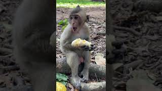 love eating🐒🐒#wildlife #animal #monkey