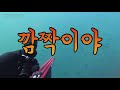 ep13 바다사냥꾼아빠 작살 사냥 도중 물개에게 산소 털림 해루질 작살낚시 부시리 지깅 상어낚시 참돔 낚시 바다낚시 상어 spearfishing