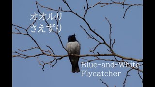 オオルリ　さえずり　Japanese wild birds Blue-and-White Flycatcher　野鳥