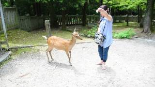 日本京都奈良公園餵鹿好好玩2