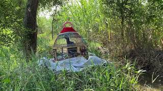 Kala teetar ki awaz #blackfrancolinvoice #birds #villagefields #beutyofnature #villagevlog