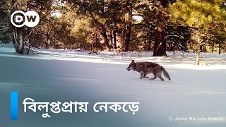 লুপ্তপ্রায় নেকড়েদের বাঁচিয়ে রাখতে চান আগিলার