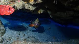 Epinephelus marginatus (Dusky grouper)