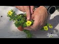 check out our potentilla plants newlands nursery