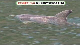 同じイルカか 4日前には内浦湾でも目撃　沿岸をゆっくりと泳ぐ姿　静岡・沼津市