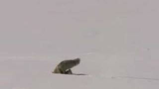 Arctic Fox Hunting 2.wmv