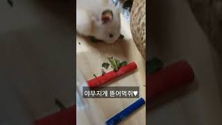 대왕 크림이 먹방 (스매커,뽕잎) #햄스터 #햄찌 #hamstershorts #cute