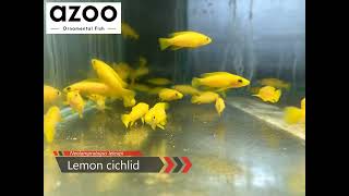 Lemon cichlid / Neolamprologus leleupi / 黃天堂鳥