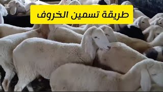 طريقة تسمين الخروف بالفيديو .. #شاهد  #سوق_المواشي #اسعار_المواشي