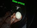 💢💥 magic liquid vs⁉️ egg experiment.              #pandaofficial💢💥