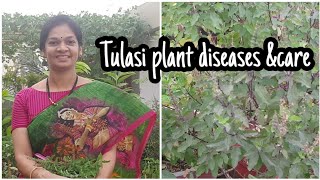 ఈ సీజన్లో తులసమ్మకు తీసుకోవాల్సిన కేర్ ?/Tulasi plant winter care. #tulasiplantcare