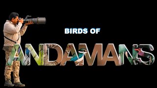 BIRDS OF ANDAMANS PART 1