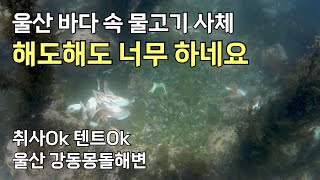 [울산, 바다] 사람들이 모르는 강동몽돌해변 스노클링 포인트