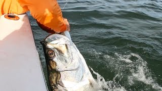 Catching GIANT Tarpon