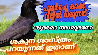 അതിരാവിലെ കാക്ക വീട്ടിൽ വരുന്നത് ശുഭമോ അശുഭമോ