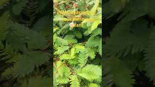 Mimosa pudica(Touch me not plant) #plants #nature
