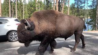 Just a giant Buffalo walking past our car in Yellowstone National Park