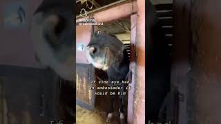 #funny #funnyvideo #horse #laughter #side eye