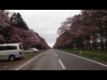 新ひだか町 静内 二十間道路 桜並木