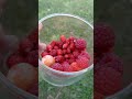 Осенние витамины😍 домиквдеревне villagelife свояеда осень ягоды дарыприроды berries vitamins