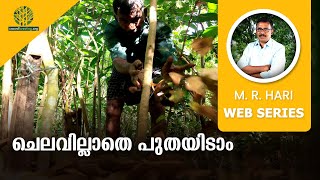 ചെലവില്ലാതെ പുതയിടാം | FOR CHEAP AND EFFECTIVE MULCHING | USING TENDER COCONUT HUSK