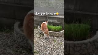 花壇に猫草の種を蒔いた結果... #cat #茶白猫 #猫のいる暮らし